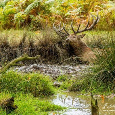 Cerf élaphe à la souille