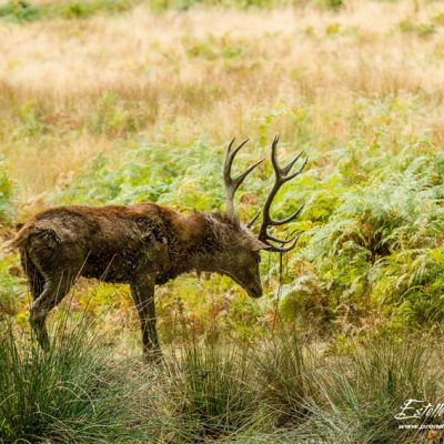 Cerf élaphe à la souille