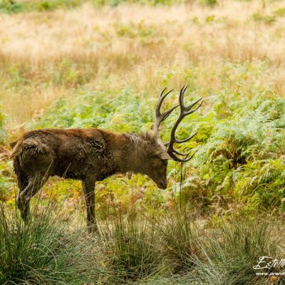 Cerf élaphe à la souille