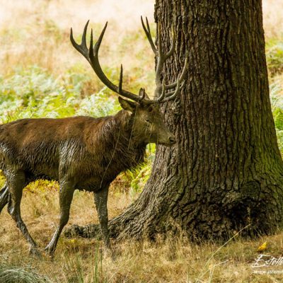 Cerf élaphe à la souille