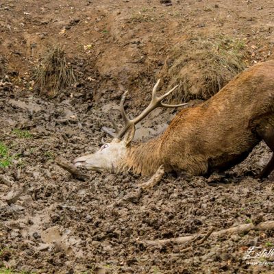 Cerf élaphe à la souille