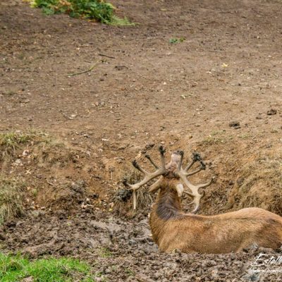 Cerf élaphe à la souille