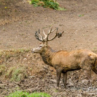 Cerf élaphe à la souille