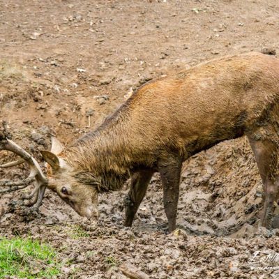 Cerf élaphe à la souille