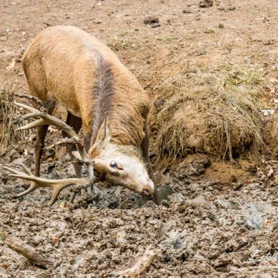 Cerf élaphe à la souille