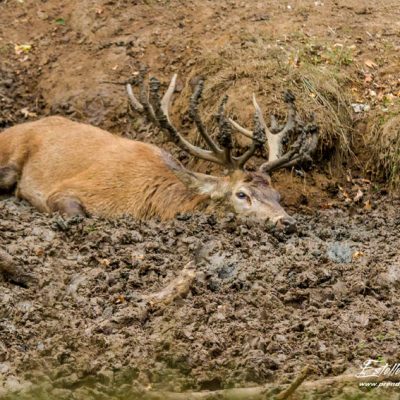 Cerf élaphe à la souille