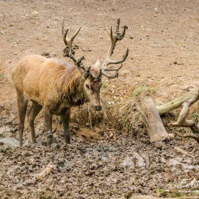 Cerf élaphe à la souille