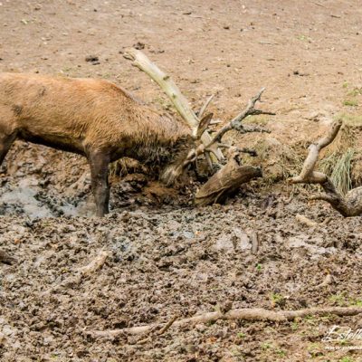 Cerf élaphe à la souille