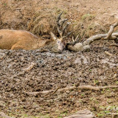Cerf élaphe à la souille
