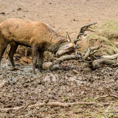 Cerf élaphe à la souille