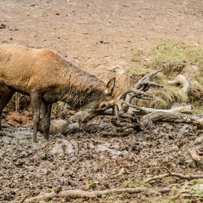 Cerf élaphe à la souille