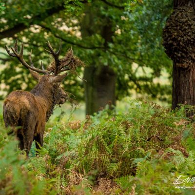 Cerf élaphe à la souille