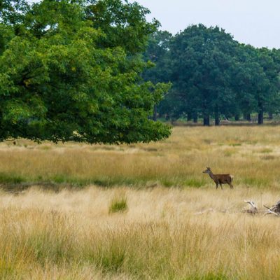 Cerf élaphe et photographe