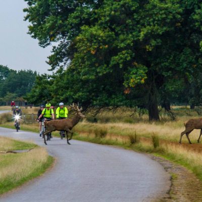 Cerf élaphe et cycliste