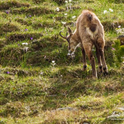 Chamois