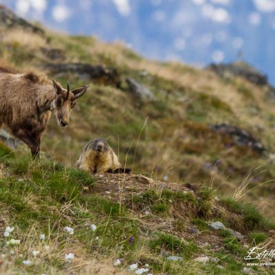 Chamois et Marmotte