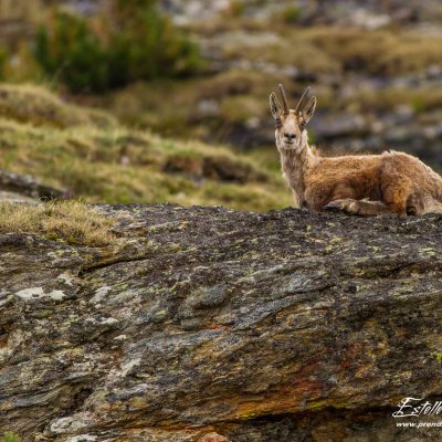 Chamois