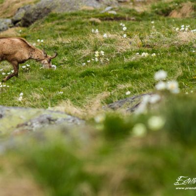 Chamois