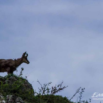 Chamois