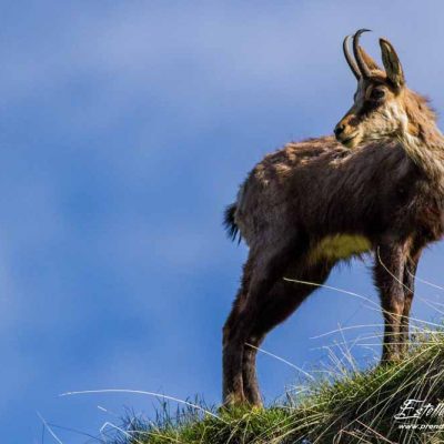 Chamois