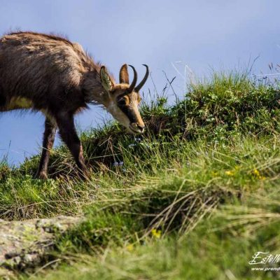 Chamois