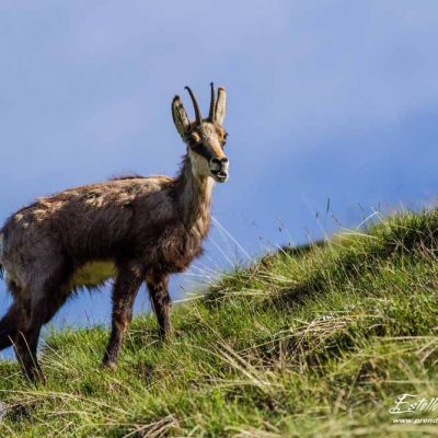 Chamois