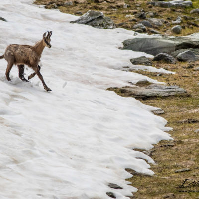 Chamois