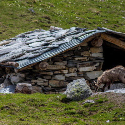 Chamois_lèche sel