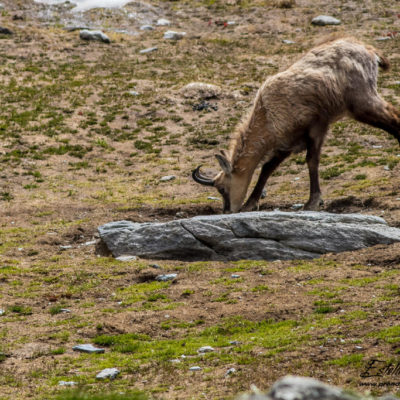 Chamois_lèche sel