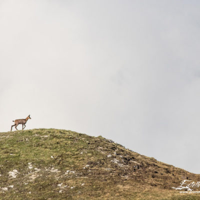 Chamois simple exposition