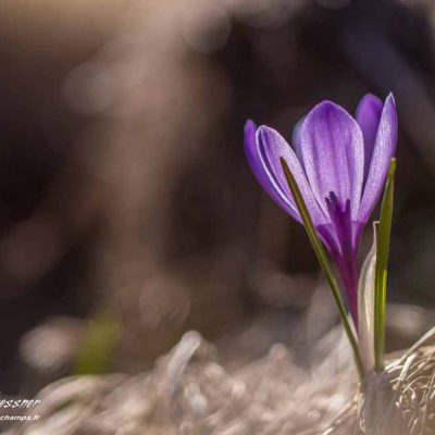 Crocus