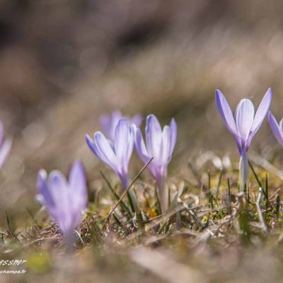 Crocus