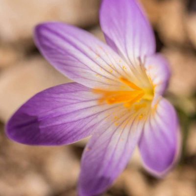 Crocus