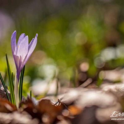 Crocus