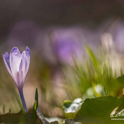 Crocus