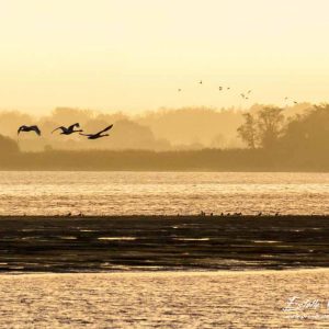 Cygne de Bewick_Lac d'Amance