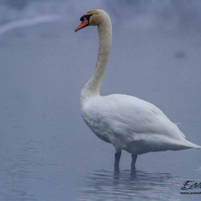 Cygne tuberculé