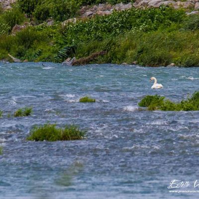 Cygne tuberculé_La Roche de Glun