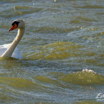 Cygne tuberculé_La Roche de Glun