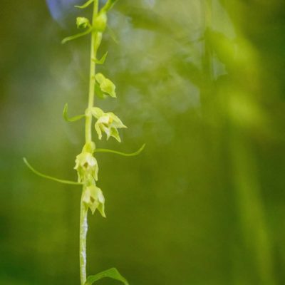 Epipactis fibri