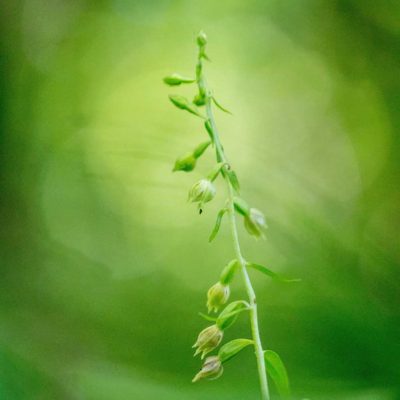 Epipactis fibri