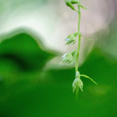 Epipactis fibri