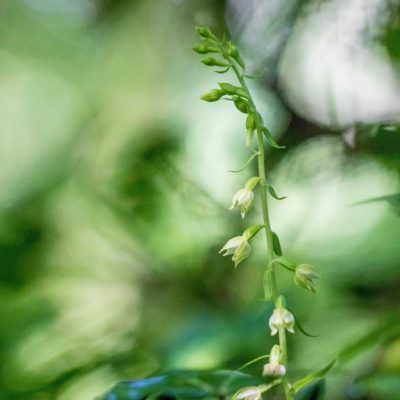 Epipactis fibri