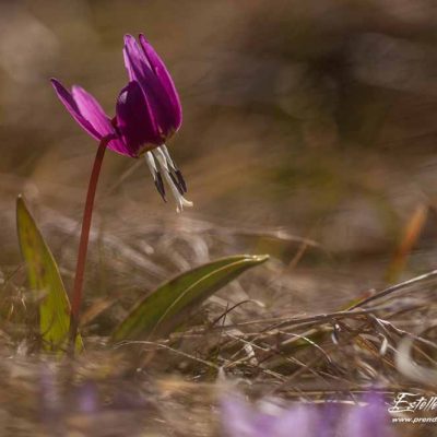 Erythronium dent de chien