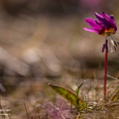 Erythronium dent de chien