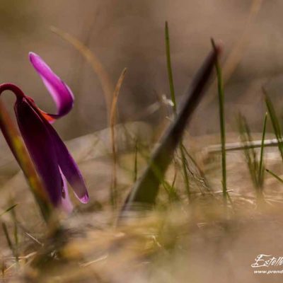 Erythronium dent de chien