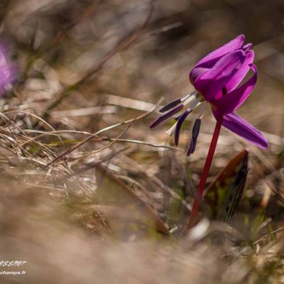 Erythronium dent de chien