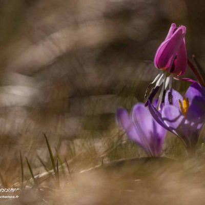 Erythronium dent de chien