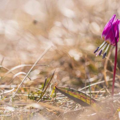 Erythronium dent de chien