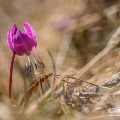 Erythronium dent de chien